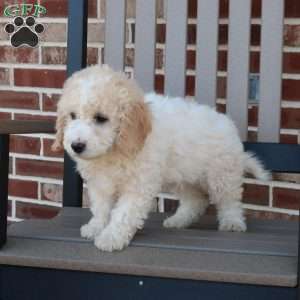 Giggles, Mini Goldendoodle Puppy